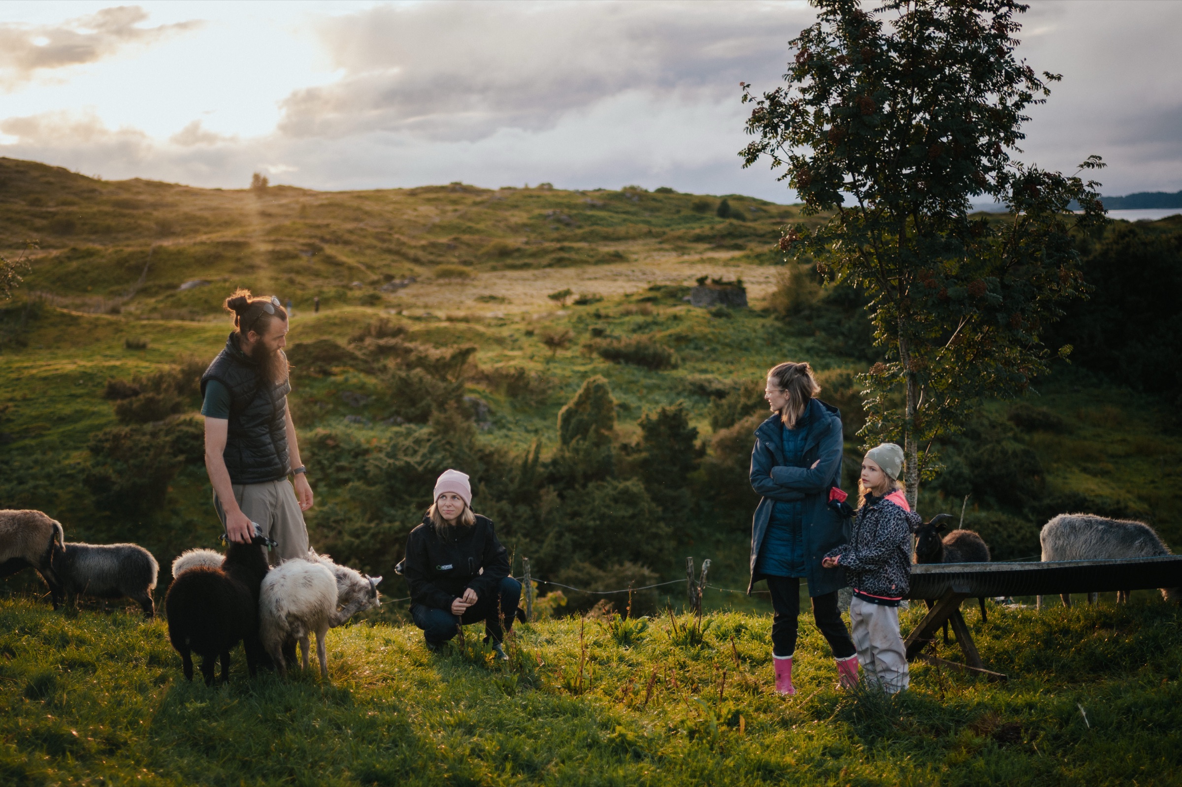 Gegenlicht am Abend: eine Familie geht mit einer Schafherde über eine Wiese, das Gras leuchtet golden.